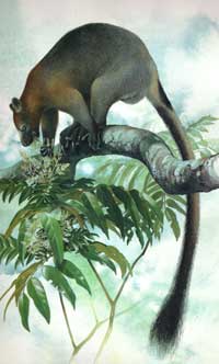 Bennett's tree kangaroo illustration