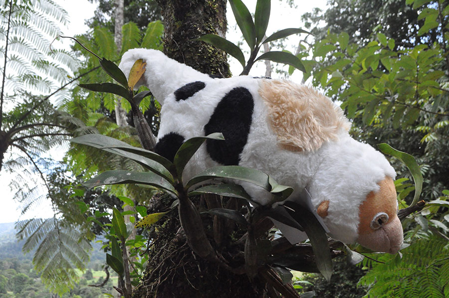 Caspar the Cuscus