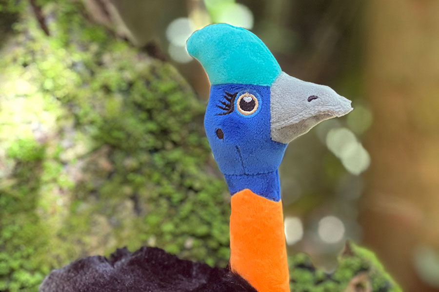 Muruk the Northern Cassowary