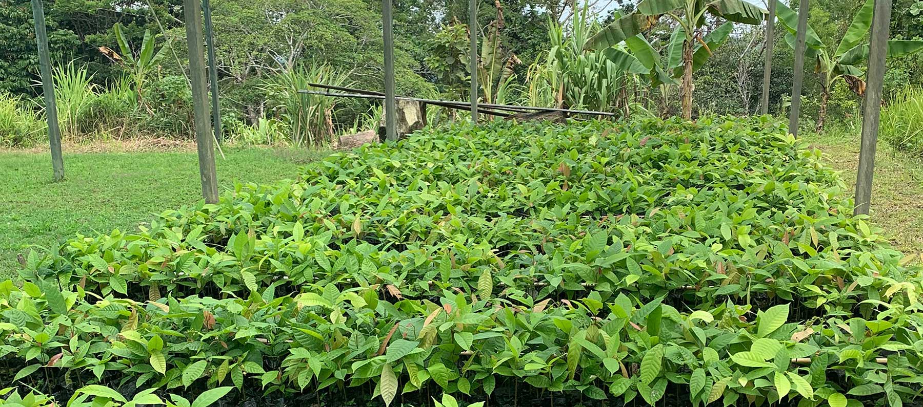 Cocoa, a key village cash crop