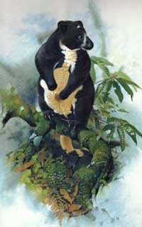 Dingiso tree kangaroo illustration