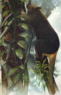 Ifola tree kangaroo illustration