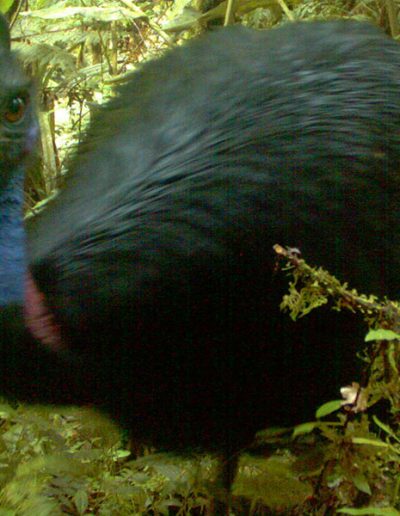 Dwarf cassowary