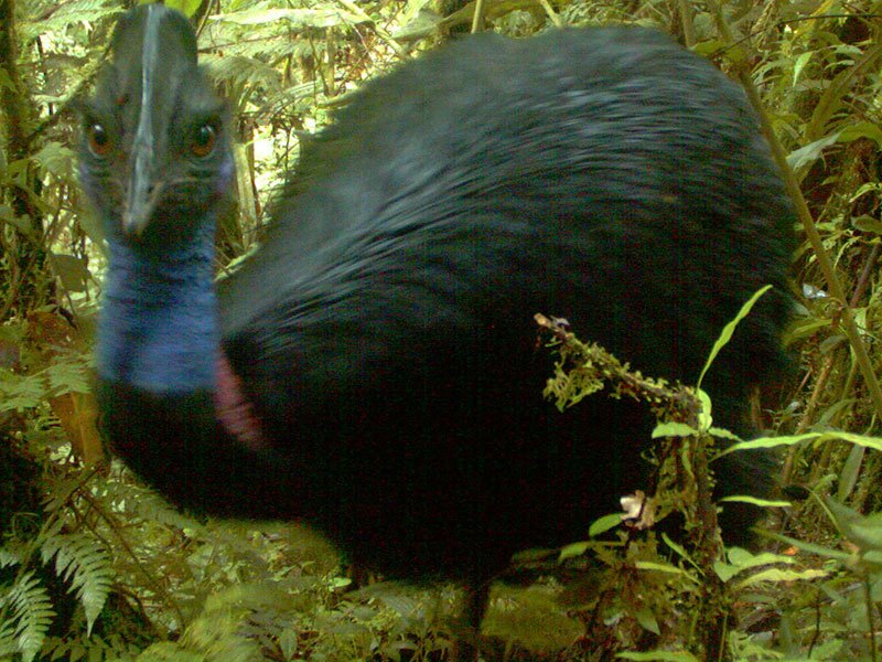 Dwarf cassowary