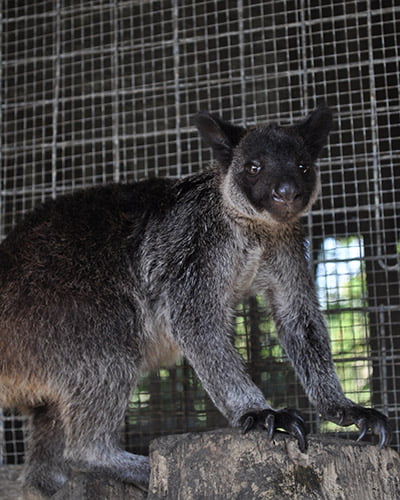 Grizzled tree kangaroo