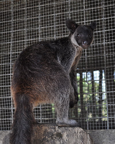 Grizzled tree kangaroo