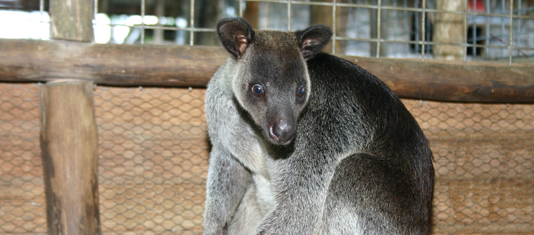 Grizzled tree kangaroo
