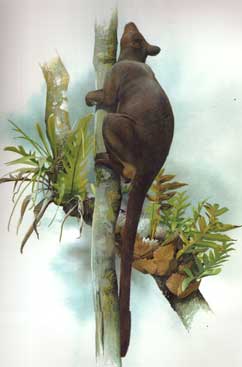 Lowland tree kangaroo illustration