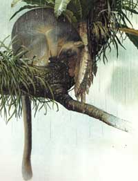 Lumholtz's tree kangaroo illustration