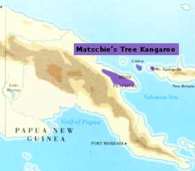 Matschie's tree kangaroo illustration