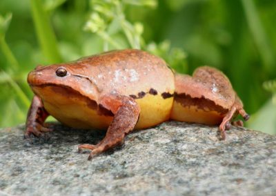 One of PNG's frogs