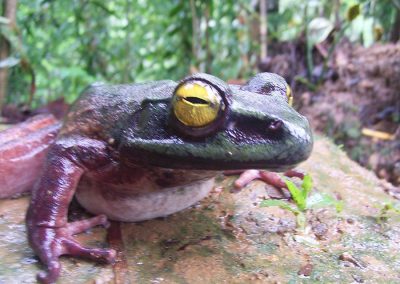 A PNG frog