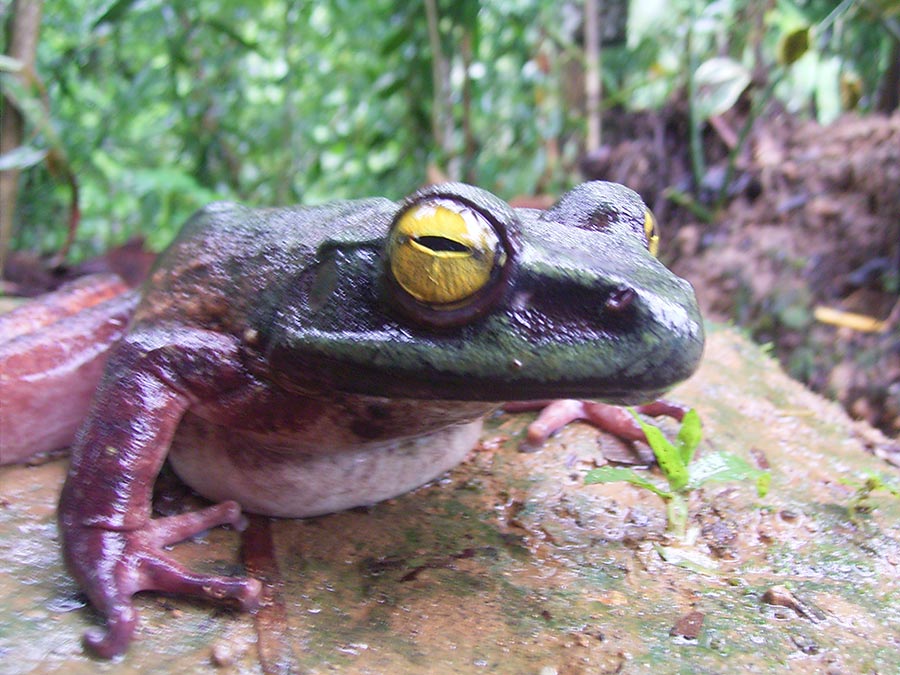 A PNG frog