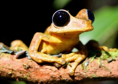 A PNG frog