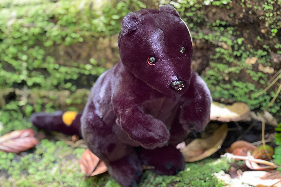 Suna the Tenkile Tree Kangaroo