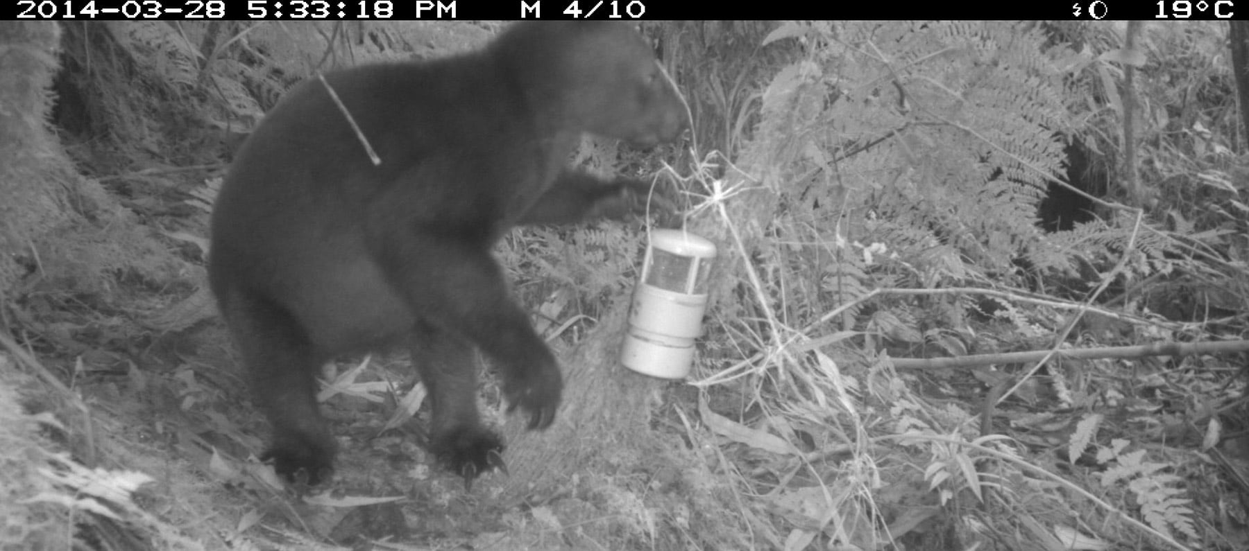 A Tenkile caught on a camera trap