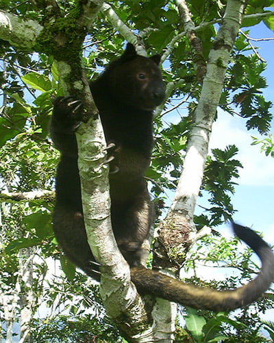 Tenkile tree kangaroo