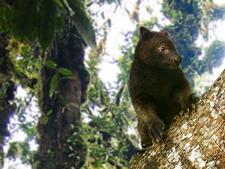 Tenkile tree kangaroo in the Torricelli rainforest