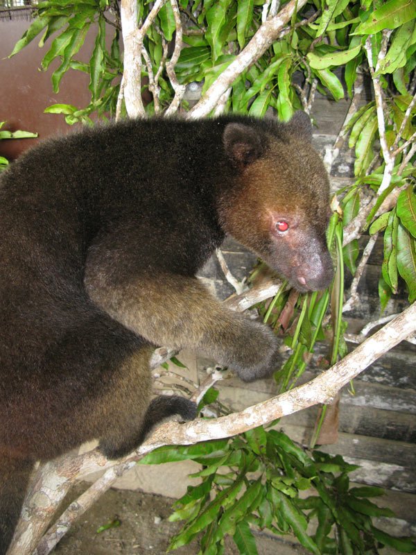 Tenkile tree kangaroo