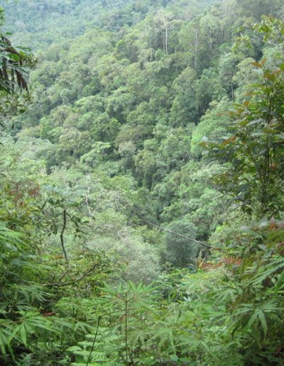 Torricelli Mountains, PNG