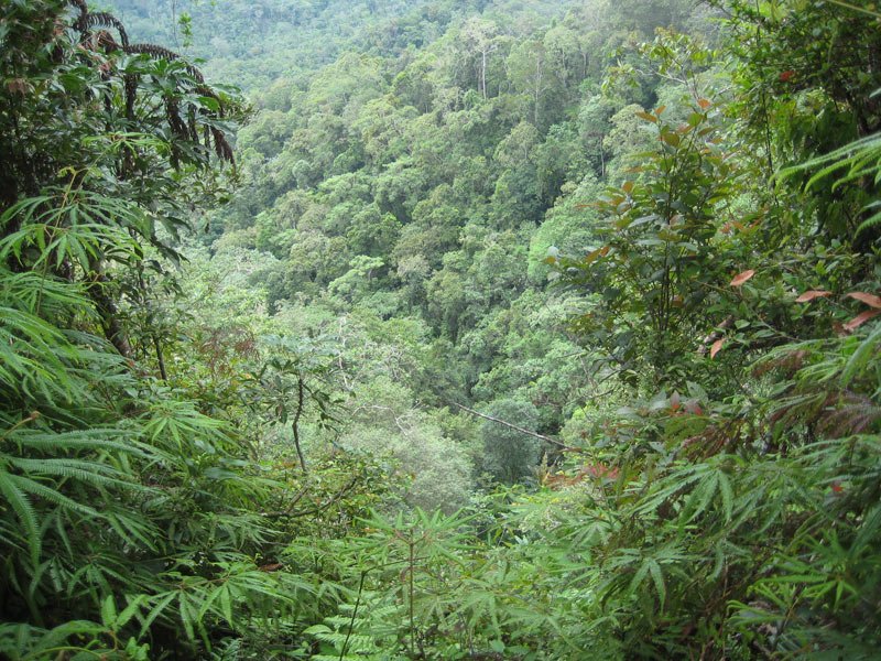 Torricelli Mountains, PNG