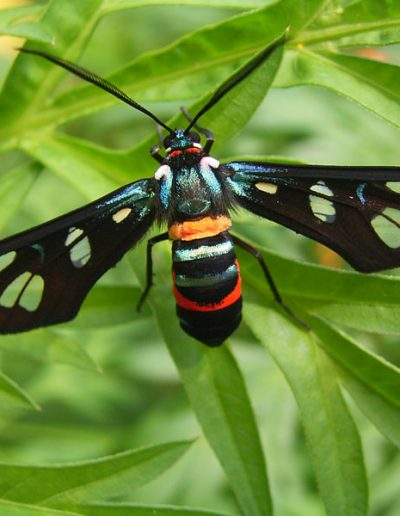 PNG fauna