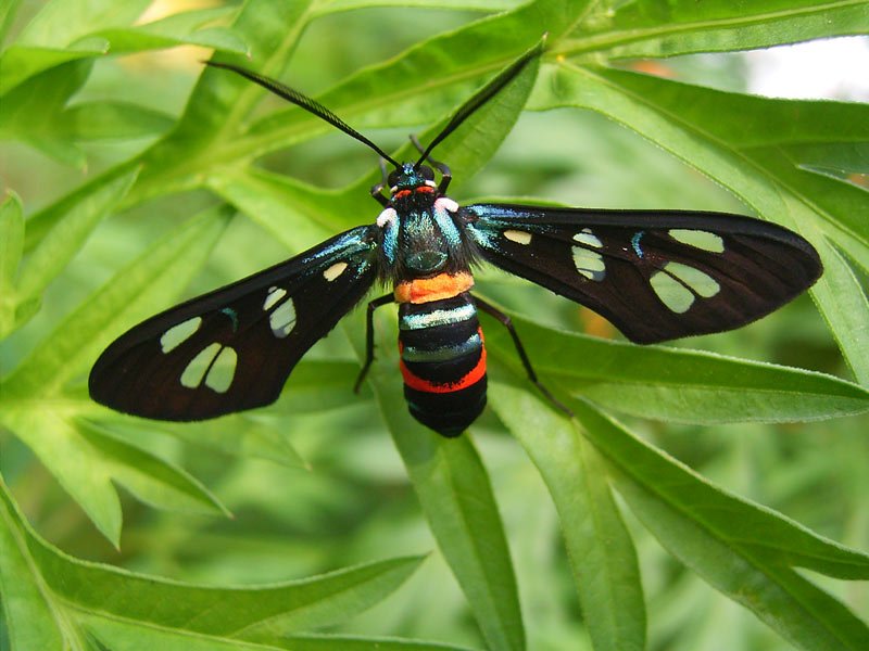 PNG fauna