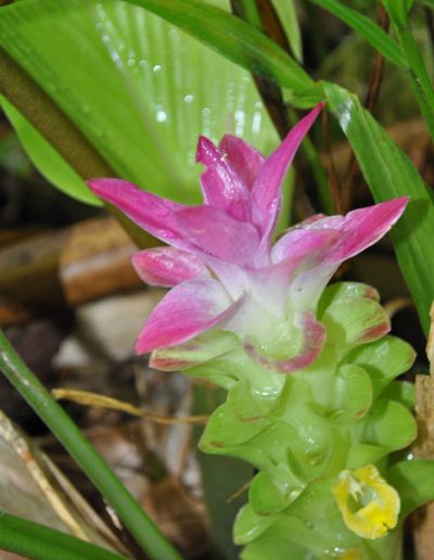 PNG flora