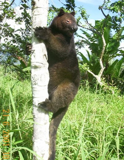 Tenkile tree kangaroo