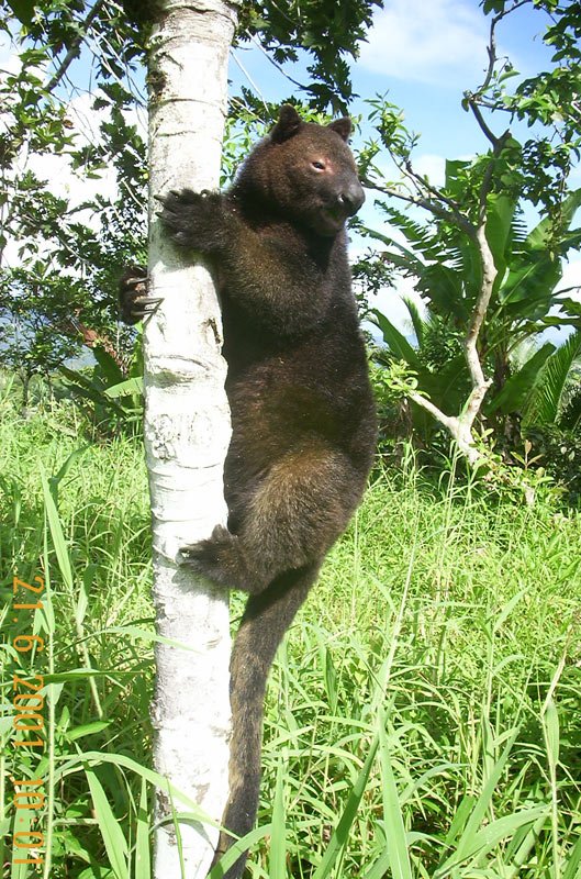 Tenkile tree kangaroo