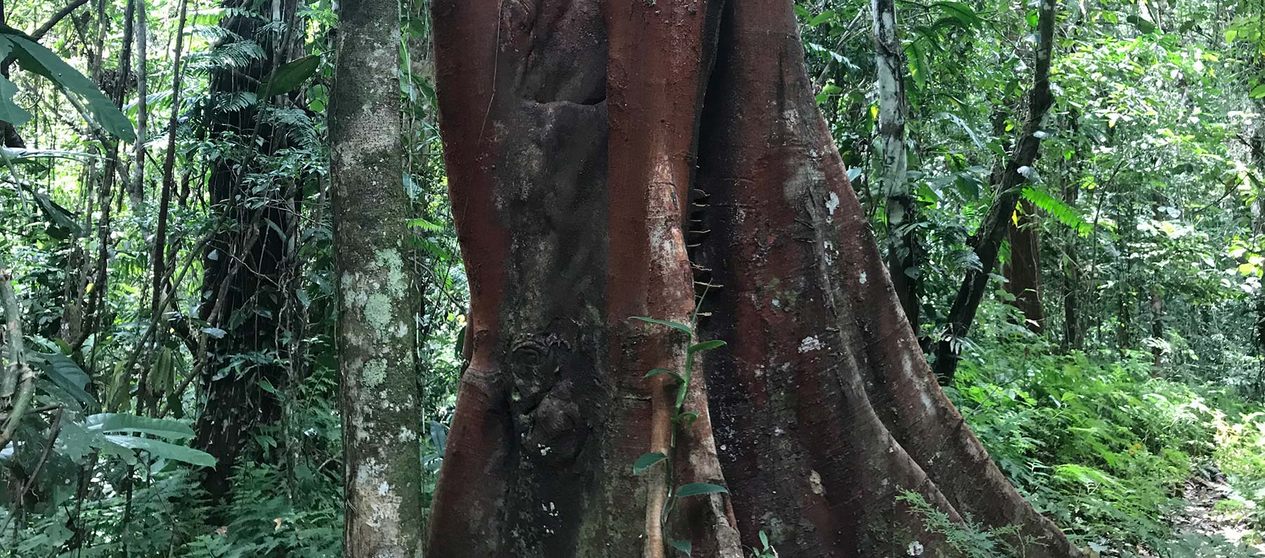 Rainforest trees in the project area