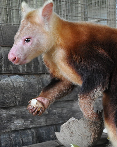 Weimang tree kangaroo