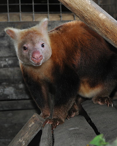 Weimang tree kangaroo