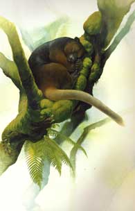 Wondiwoi tree kangaroo illustration